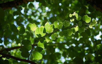 Close-up of fresh green leaves on plant