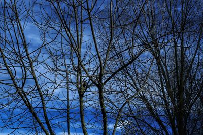 Low angle view of bare trees against clear sky