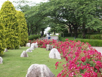 View of flowers in park