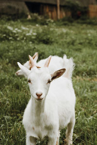 Portrait of white horse on field