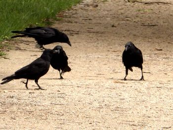 Black birds on a field