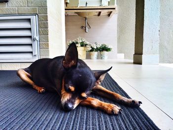 Close-up of chihuahua resting on carpet