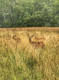 View of deer on field