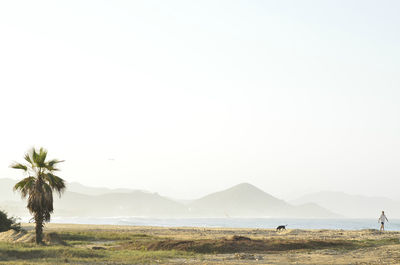 Scenic view of field against clear sky