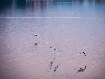 Birds flying over lake