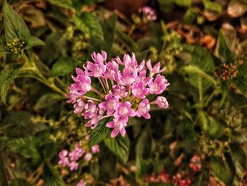 High angle view of pink flowering plant