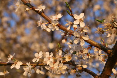 Close-up of cherry blossoms in spring