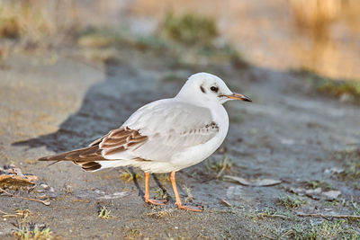 Seagull walking along shore next to sea on sunny summer day. close up view of standing gull