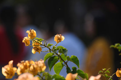 Close-up of flowering plant