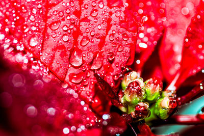 Close-up of wet red flowers