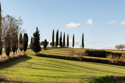 Panoramic shot of trees on field against sky