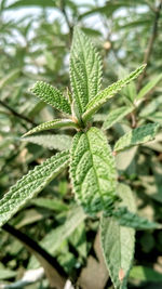 Close-up of green leaves