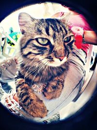 domestic cat
