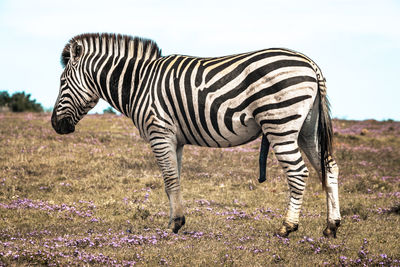 Zebra standing on field