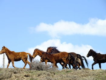 Horses on a field