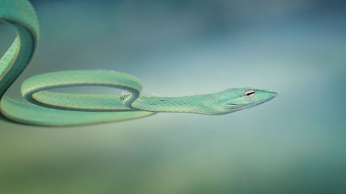 Close-up of green lizard