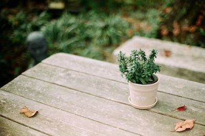 Close-up of plant on table