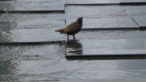 Bird perching on wall