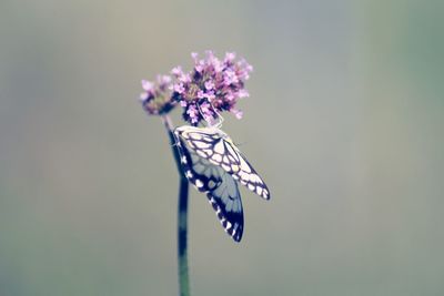 Close up white and black butterfly on a pink flower