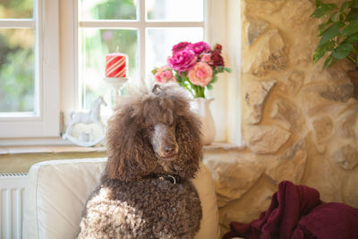 Portrait of woman with dog