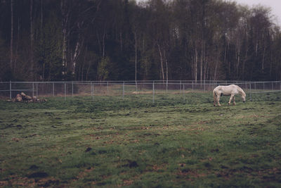 Horse grazing on grassy field