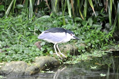 High angle view of gray heron in grass