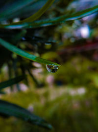 Close-up of water drops on leaf