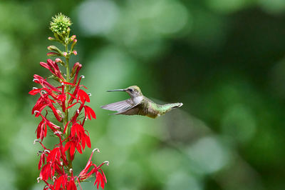 Juvenile male ruby-throated hummingbird rchilochus colubris feeding on a cardinal flower.