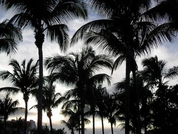 Low angle view of palm trees against sky