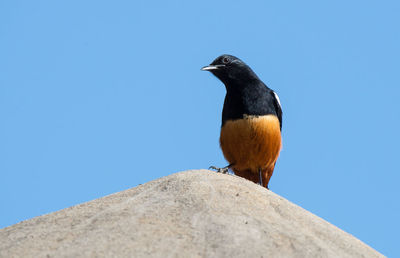 Close-up of bird perching on rock against blue sky