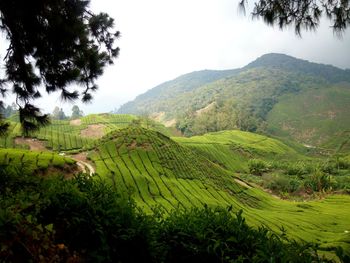 Scenic view of tea plantation against sky