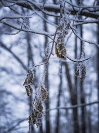 winter