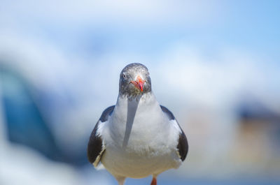 Close-up of bird