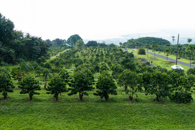 Scenic view of agricultural field against clear sky