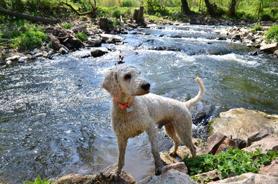 View of dog standing on rock by river