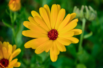 Close-up of yellow flower blooming outdoors