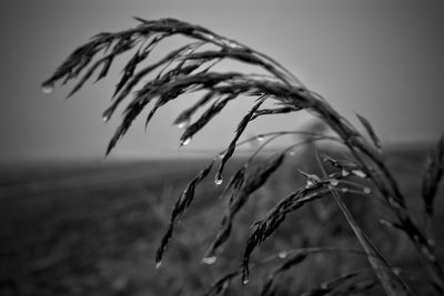 Close-up of stalks in field against sky