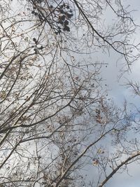 Low angle view of bare tree against sky