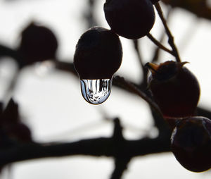 Close-up of wineglass against blurred background