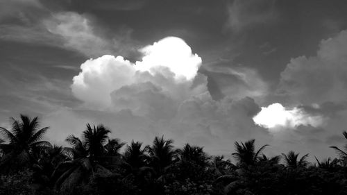 Low angle view of trees against sky