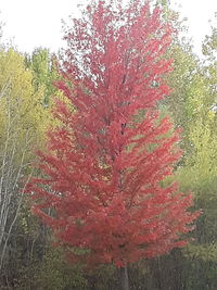 Close-up of red flowering plant against trees