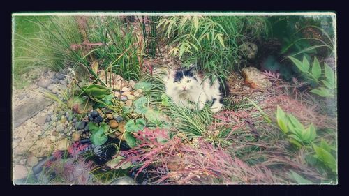 Plants growing on a tree