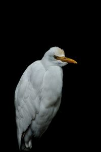 Close-up of a bird against black background