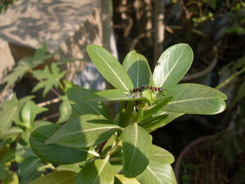 Close-up of insect on plant
