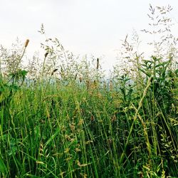 Plants growing on grassy field