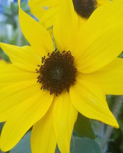 Close-up of bee on sunflower blooming outdoors
