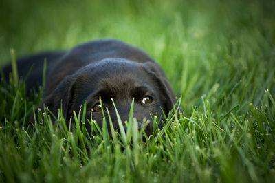 Close-up of black dog