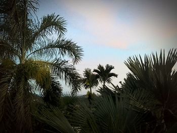 Low angle view of palm trees