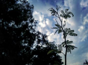Low angle view of tree against sky