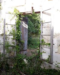 Plants growing outside building